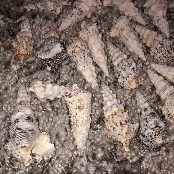 Decorative jars w| sea shells - Picture 8 of 12